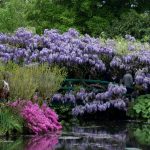 Giverny008